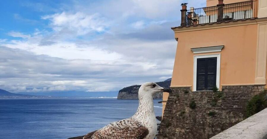 Sorrento: walking in the Grand Tour with stunning landscapes - Key points to know before booking