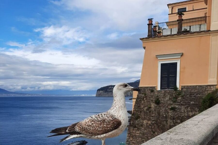 Sorrento: walking in the Grand Tour with stunning landscapes - Who will enjoy this private Sorrento walk