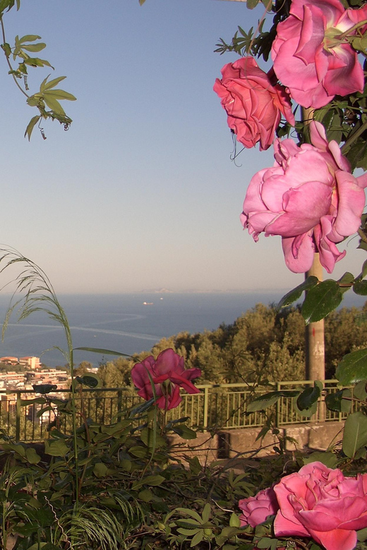 Sorrento: Walking Tour in Lemon Garden w/ Food Tasting - Why this farm visit feels different from a standard Sorrento tasting