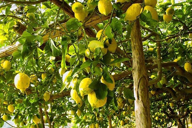 Sorrento Walking Tour & Limoncello Tasting - Why this Sorrento walk is useful