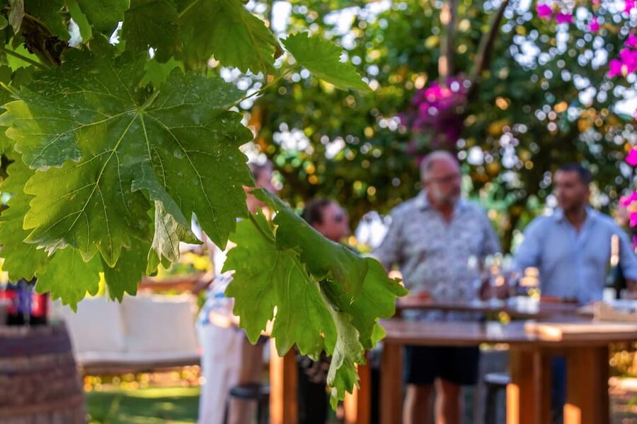 Sorrento: Wine Tasting Overlooking the Sea in a Lemon Grove - Local products make the tasting more useful
