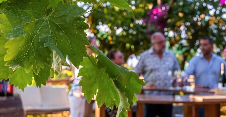 Sorrento: Wine Tasting Overlooking the Sea in a Lemon Grove - Five wines, one clear tasting format
