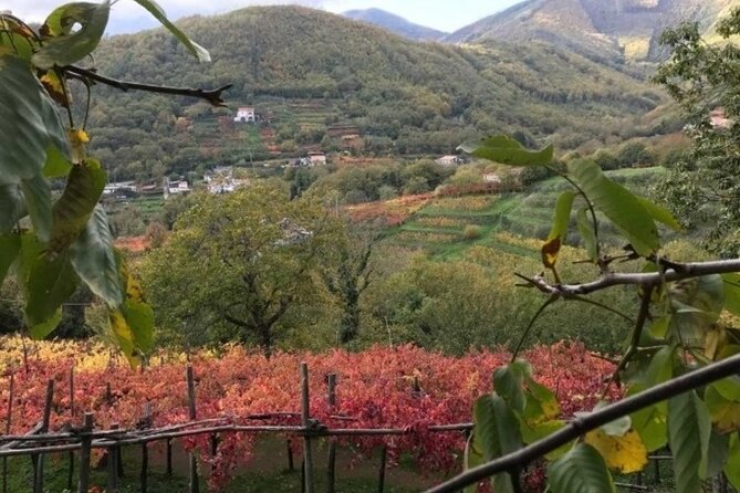 Tenuta San Francesco Wine Tasting - Why Tramonti gives this tasting a different feel