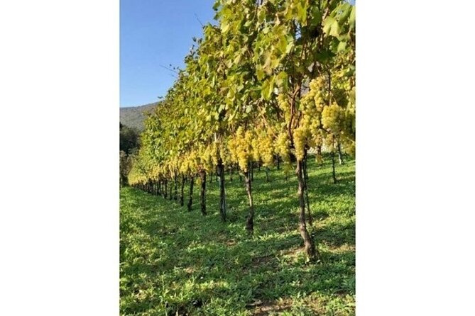 Tenuta San Francesco Wine Tasting - Who will enjoy this wine visit most