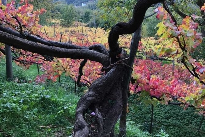 Tenuta San Francesco Wine Tasting - Starting at the pre-phylloxera vineyards