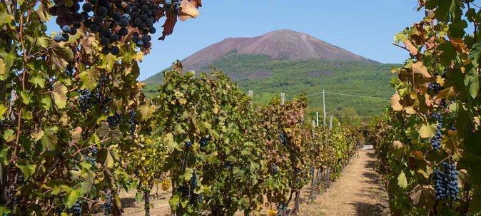 Vesuvius & Vineyard select from Sorrento - What this Sorrento day is really about