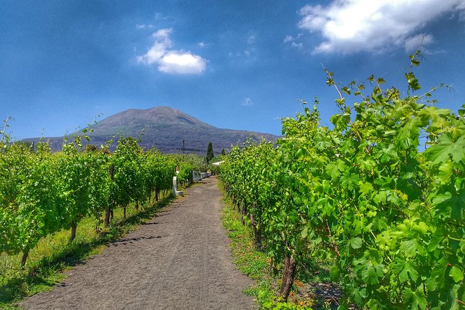 Vesuvius & Vineyard select from Sorrento - How much time will you get at the volcano?