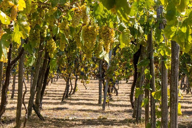 Vesuvius & Vineyard select from Sorrento - Group size, guides, and the feel of the day