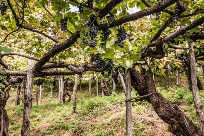 Wine tasting at the Apicella winery - Why this winery visit feels different from a standard tasting