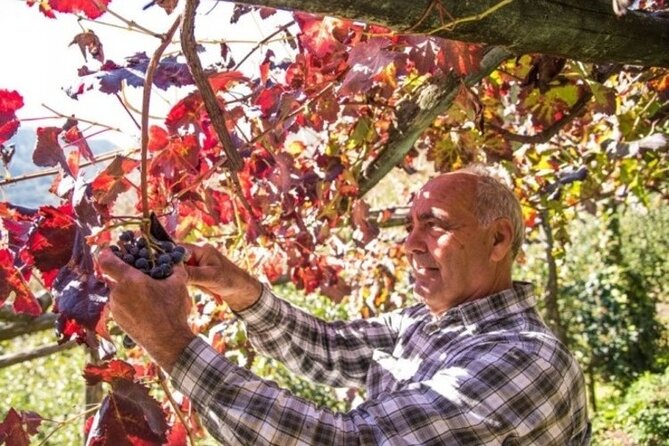 Wine tasting at the Apicella winery - Is $101.27 a fair price?