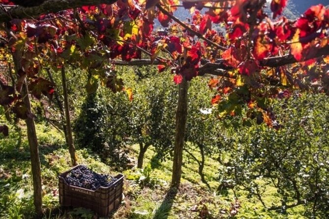 Wine tasting at the Apicella winery - The 11:30 start and walk to A’ Scippata