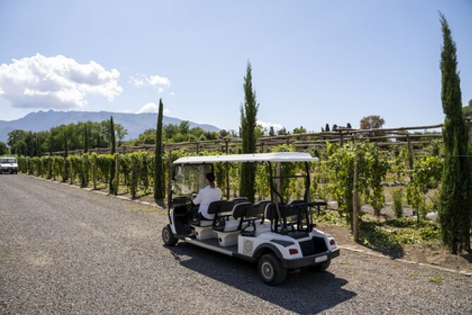 Wine Tasting Including Lunch - From Sorrento to the slopes of Vesuvius