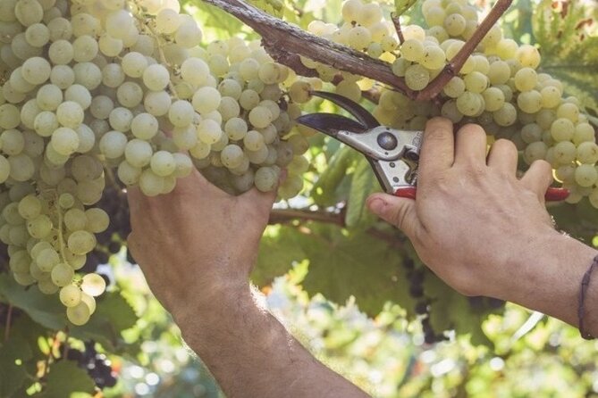 Wine Tour (lunch included) - How the private format changes the day